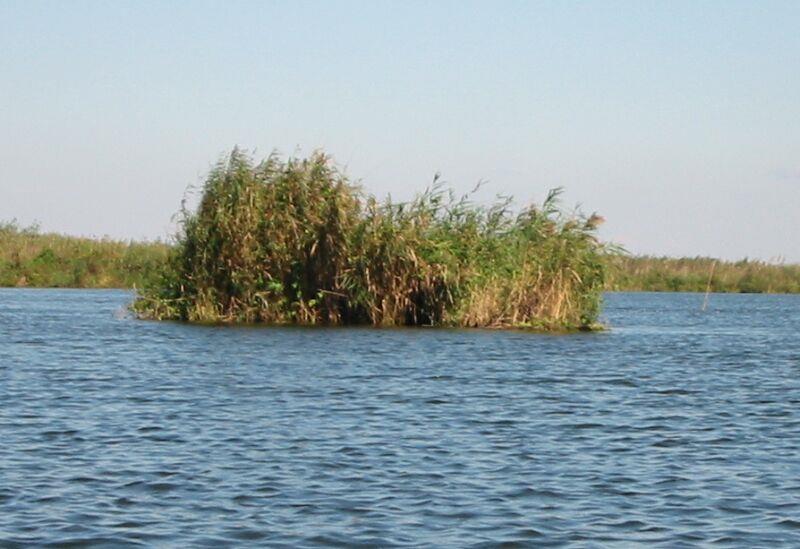 Delta Dunarii - plaur1.jpg